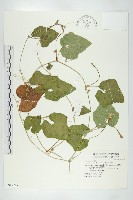 裸瓣瓜藏品圖，第1張