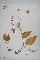 岩生秋海棠藏品圖，第1張