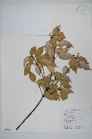 登錄號:S047235藏品圖，第1張