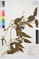 山木通藏品圖，第1張