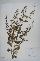 盾果草藏品圖，第1張