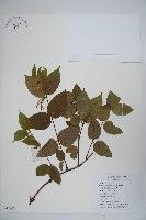 紅腺忍冬藏品圖，第1張