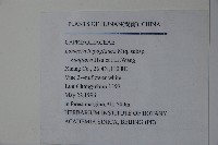 紅腺忍冬藏品圖，第2張