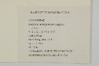 黃腺香青藏品圖，第2張