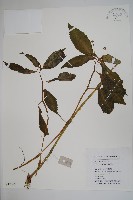 黃金鳳藏品圖，第1張