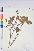 白花杜鵑藏品圖，第1張