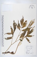 華中碎米薺藏品圖，第1張