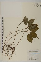 及己藏品圖，第1張