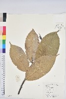 鉤栲藏品圖，第1張