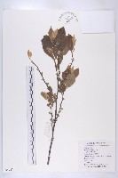 油柿藏品圖，第1張