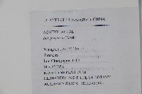 冬青藏品圖，第2張