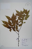 短尾鵝耳櫪藏品圖，第1張