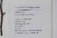 短尾鵝耳櫪藏品圖，第2張