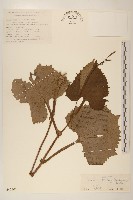 耳翼蟹甲草藏品圖，第1張