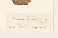 耳翼蟹甲草藏品圖，第3張