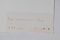 五尖槭藏品圖，第2張