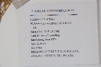 細葉蘭花參藏品圖，第2張