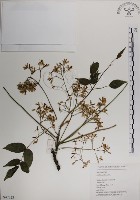 楝、苦楝藏品圖，第1張
