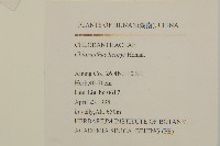 寬葉金粟蘭藏品圖，第2張