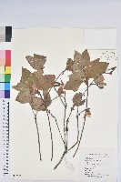 守城滿山紅、馬禮士杜鵑藏品圖，第1張