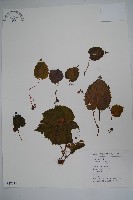 紫背天葵藏品圖，第1張