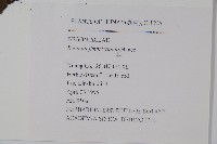 紫背天葵藏品圖，第2張