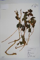 齒萼鳳仙花藏品圖，第1張