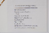 齒萼鳳仙花藏品圖，第2張