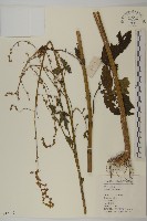 角菜、珍珠菜藏品圖，第1張