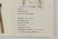 角菜、珍珠菜藏品圖，第2張