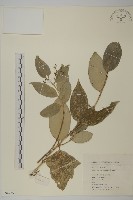 刺果衛矛藏品圖，第1張