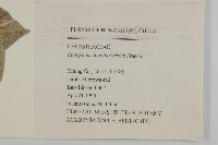 刺果衛矛藏品圖，第2張