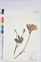 羊躑躅藏品圖，第1張