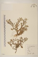 鼠麴草藏品圖，第1張