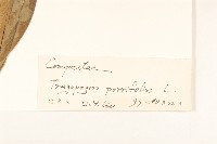 蒜葉婆羅門參藏品圖，第3張