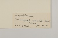 魚眼菊藏品圖，第3張