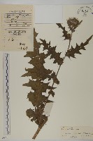 小薊藏品圖，第1張