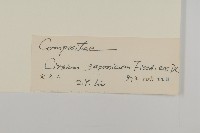 小薊藏品圖，第3張