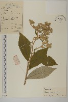 薄葉艾納香藏品圖，第1張