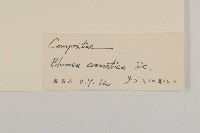 薄葉艾納香藏品圖，第3張