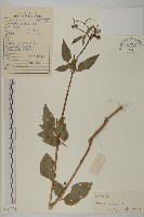 白花鬼針藏品圖，第1張