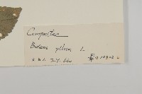 白花鬼針藏品圖，第3張