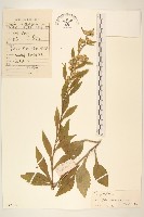 一枝黃花藏品圖，第1張