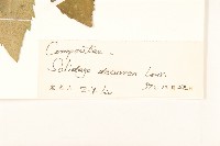 一枝黃花藏品圖，第3張