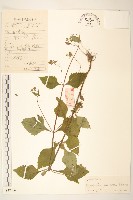 毛梗豨薟藏品圖，第1張