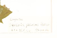 毛梗豨薟藏品圖，第3張