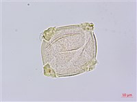 鴉頭梨藏品圖，第2張