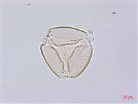 鴉頭梨藏品圖，第3張