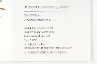 水花菜藏品圖，第2張