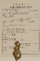 天名精藏品圖，第2張